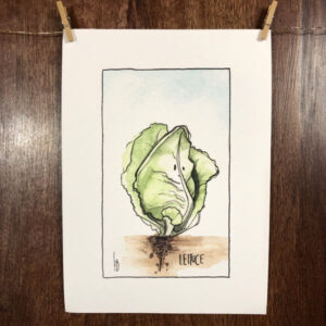 Seedling No. 7: Lettuce