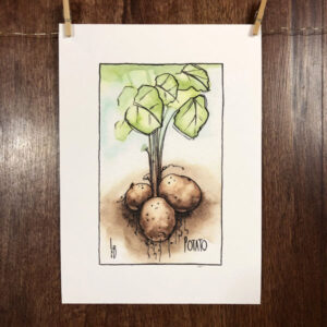 Seedling No. 11: Potato